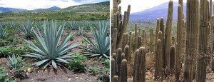 agava-i-kaktus текилу не далеают из кактусов фото