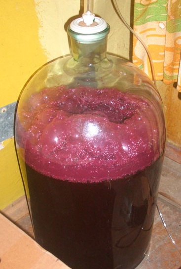 вино из черноплодки на брожении фото