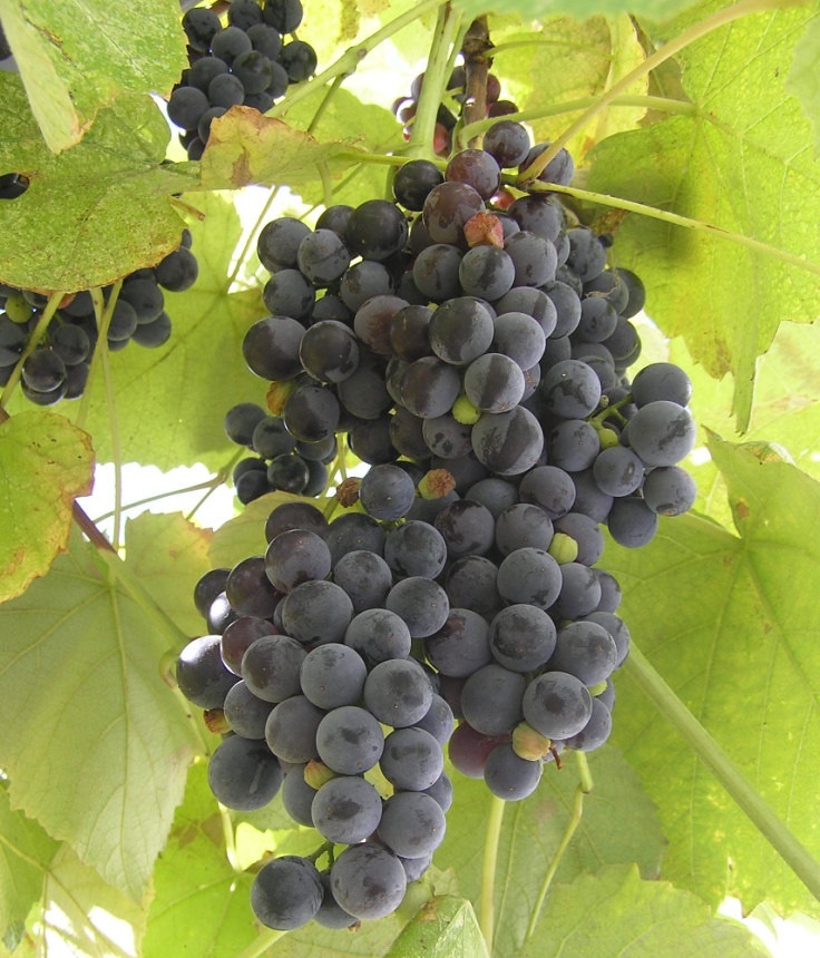 виноград Изабелла для приготовления вина