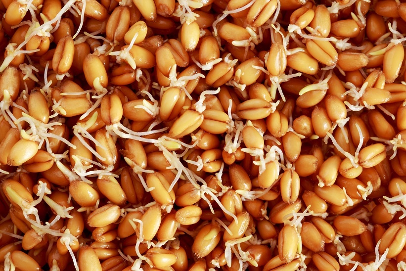 проращивание пшеницы для самогона