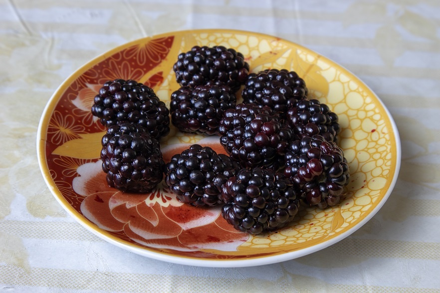 ягоды для приготовления наливки из шелковицы