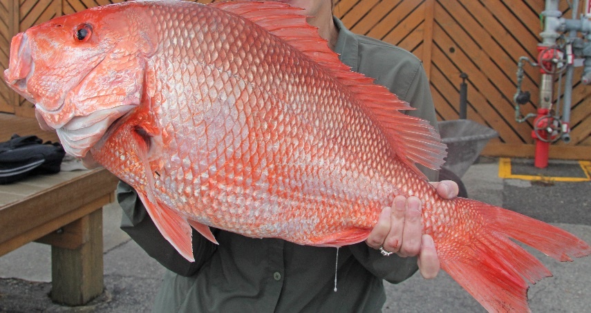фото рыбы красный люциан