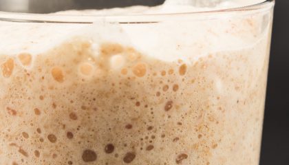 как размножить дрожжи в домашних условиях