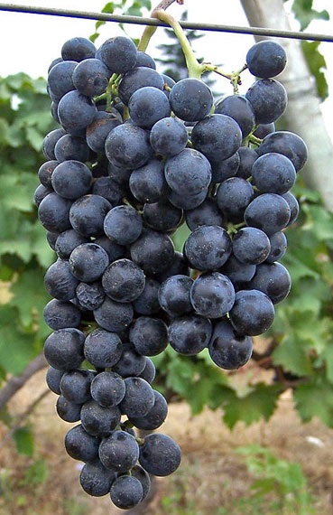 сорт винограда Александроули фото