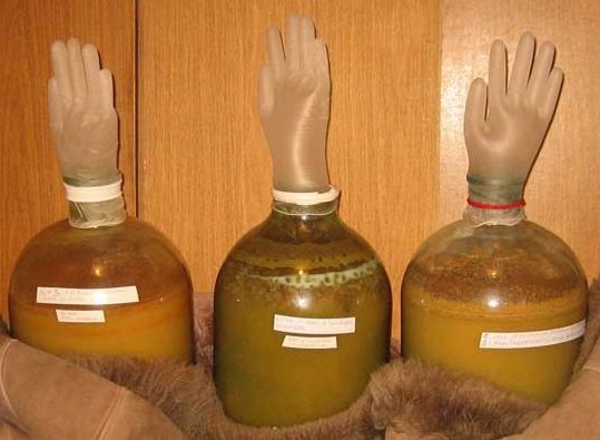 фото перчатки для брожения вина из моркови