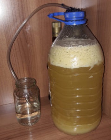 Pineapple Fermenting under an Airlock