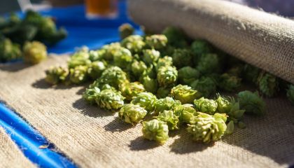 какой выбрать хмель для пива