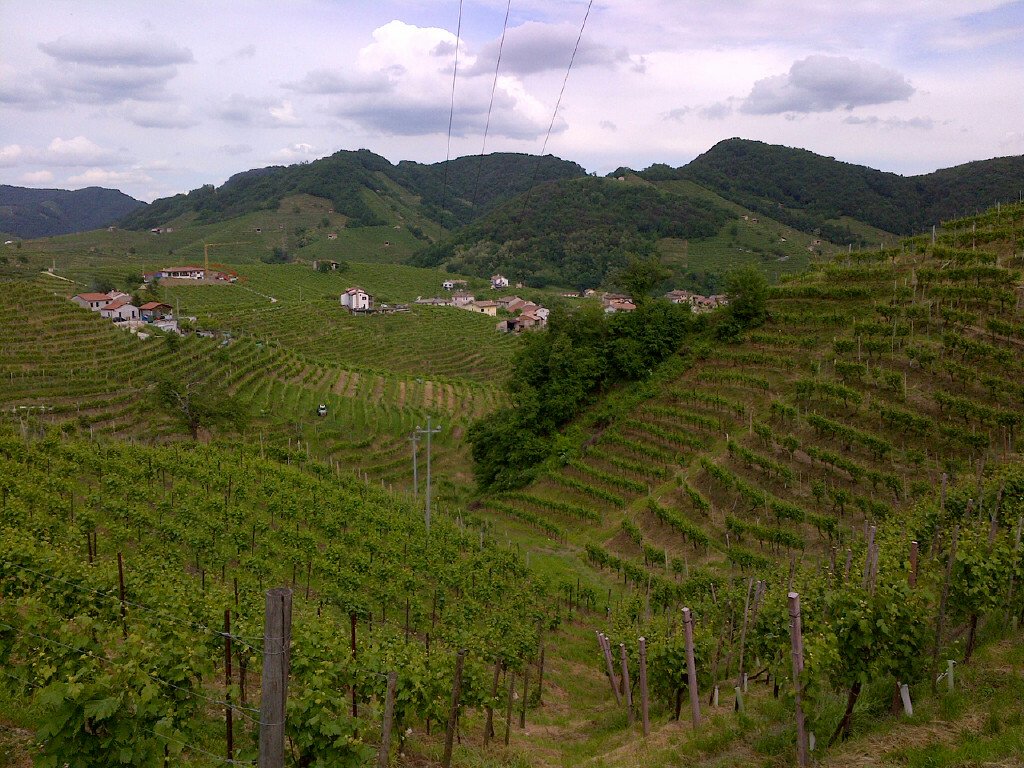 фото платнации винограда в Каталонии