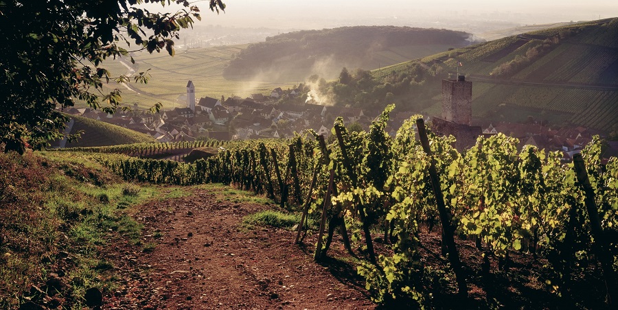 фото виноградника в Эльзасе
