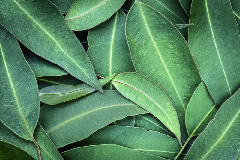 фото листьев эвкалипта