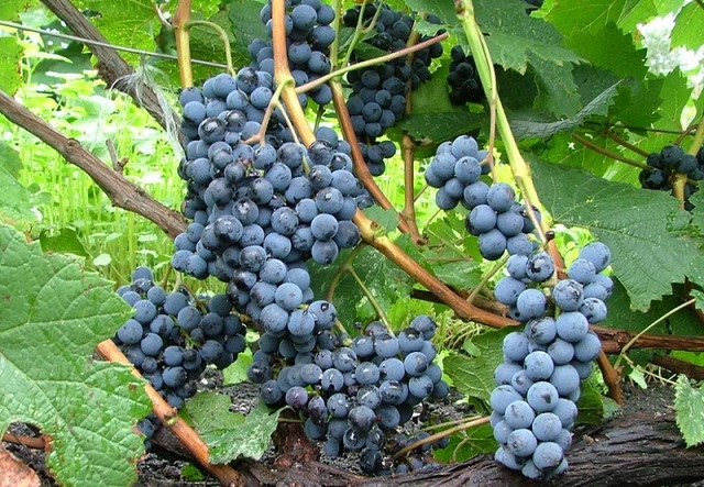 фото винограда Альфа