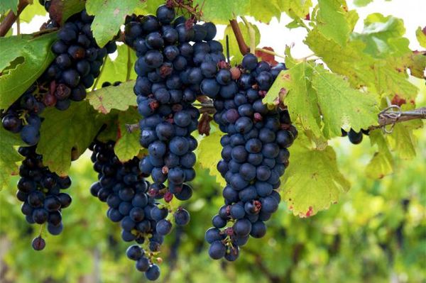 Лучшие сорта винограда для вина в России и Украине – список