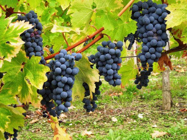 фото винограда Каберне Совиньон
