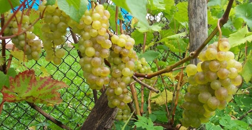 фото винограда Бьянка