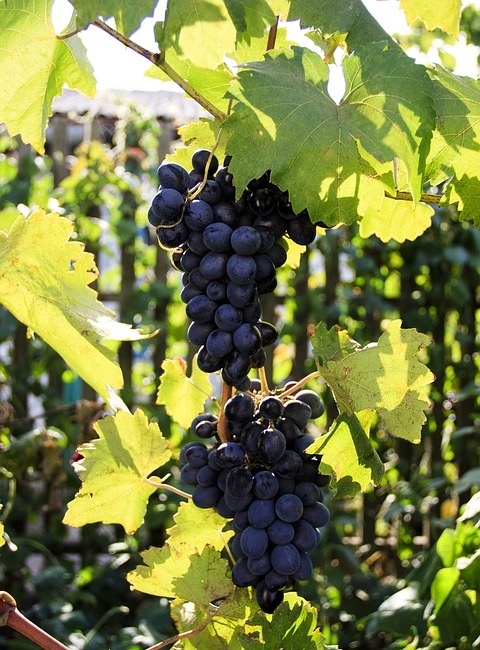 фото сорта винограда молдова