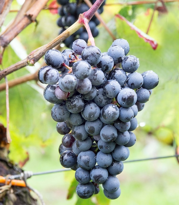 фото сорта винограда Пти Вердо