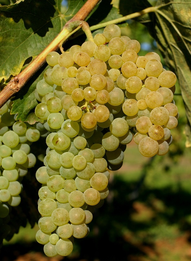 сорт винограда Треббьяно