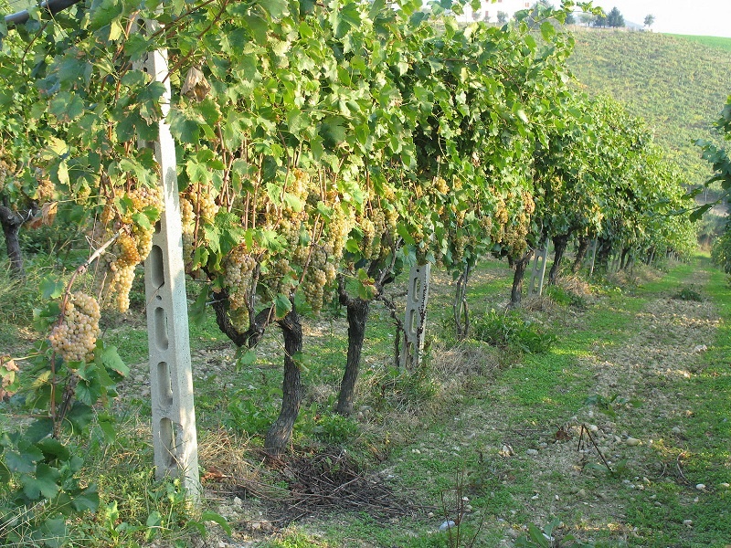 виноградник Треббьяно фото