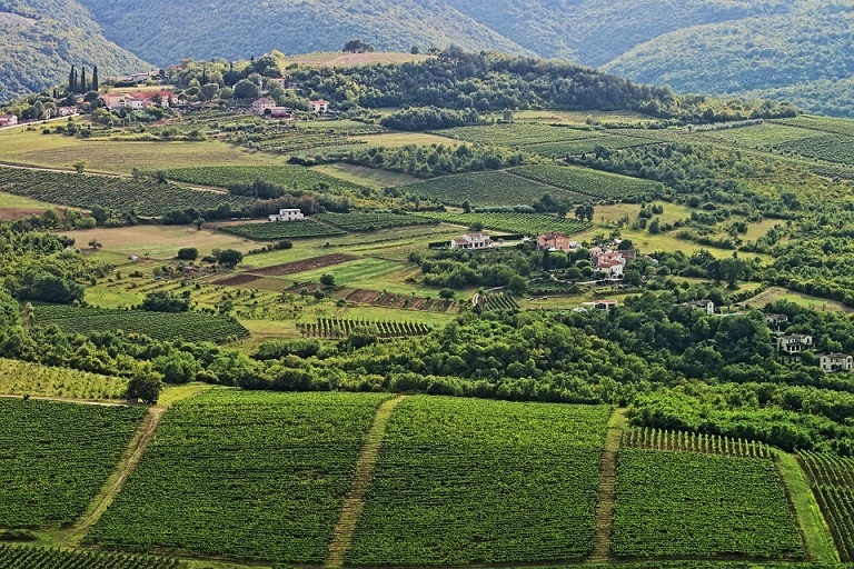 виноградник в Хорватии