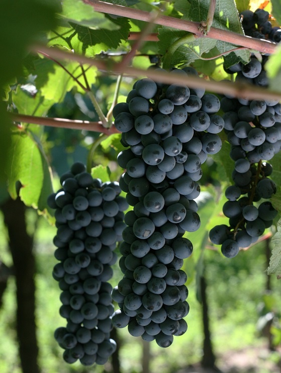 фото сорта винограда Бонарда